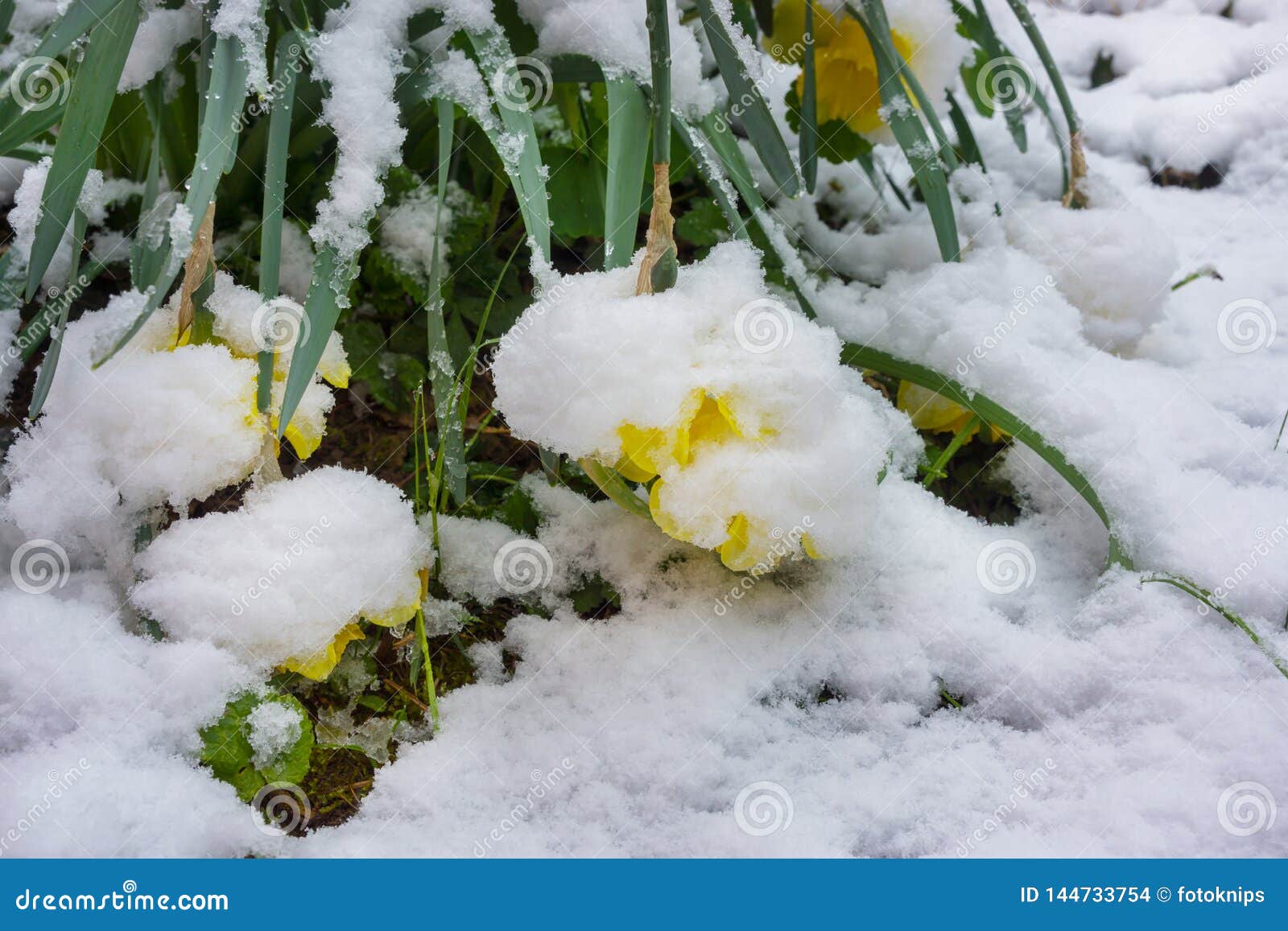 Winter Slump, Snow on Daffodils in Spring Stock Photo Image of beauty