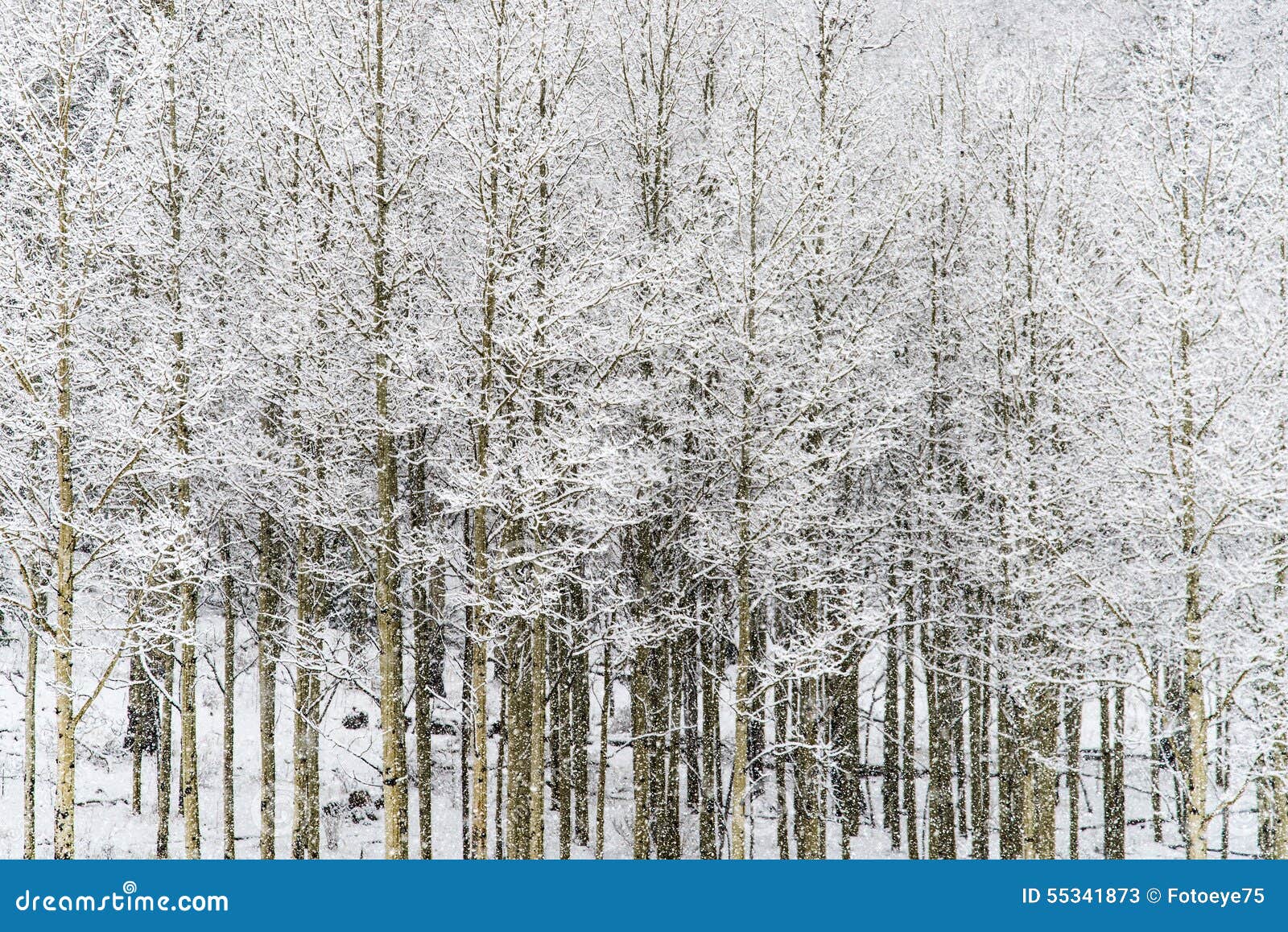 winter snow falling on aspen trees in san isabel national forest