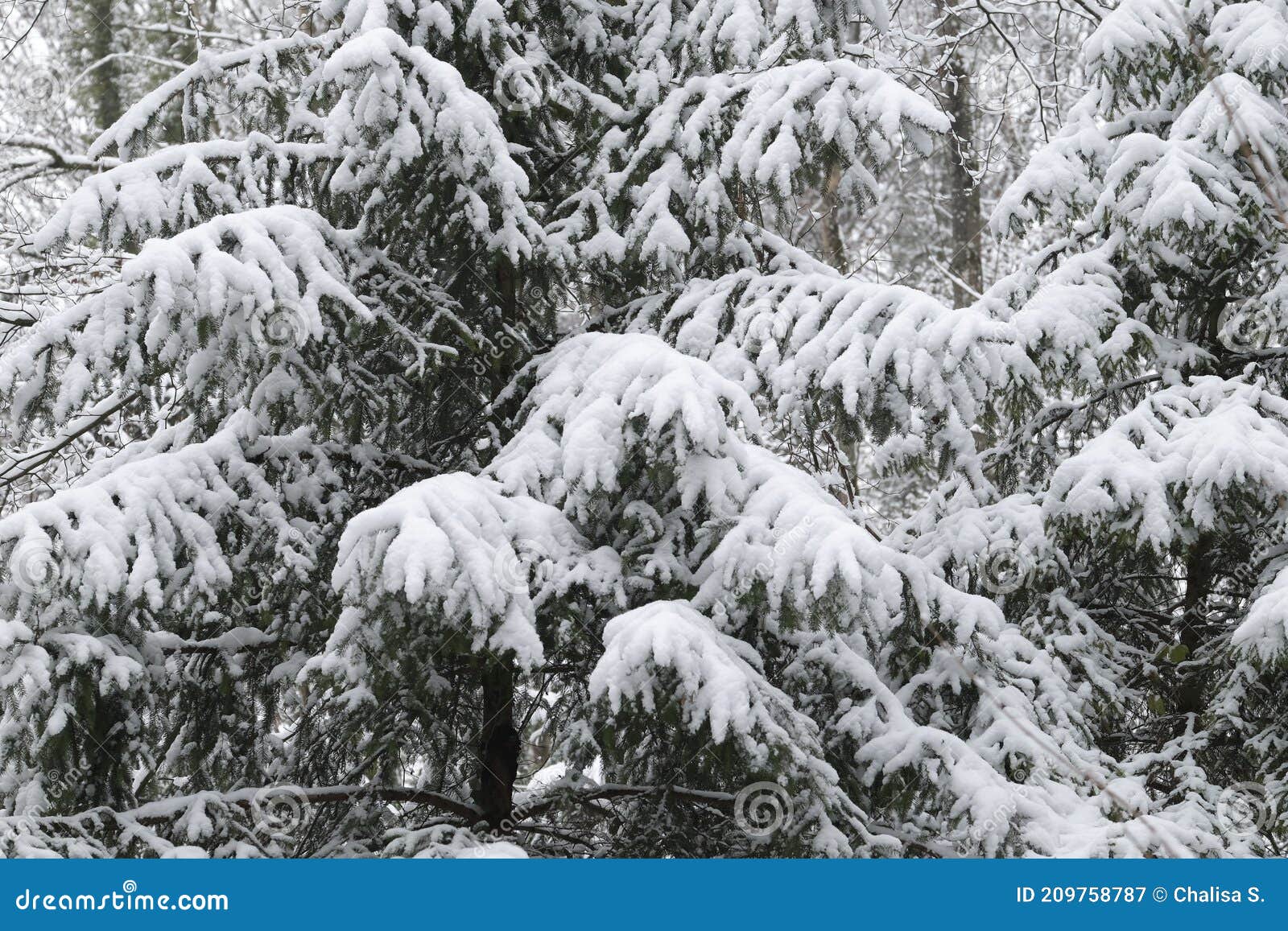 Winter Snow Trees Forest Background. Winter Snow-covered Trees in Switzerland. Snowy Forest Wallpaper Background Stock Image - Image of snowcovered, green: 209758787 Winter Snow Trees Forest Background. Winter Snow-covered Trees in Switzerland. Snowy Forest Wallpaper Background Stock Image - Image of snowcovered, green: 209758787