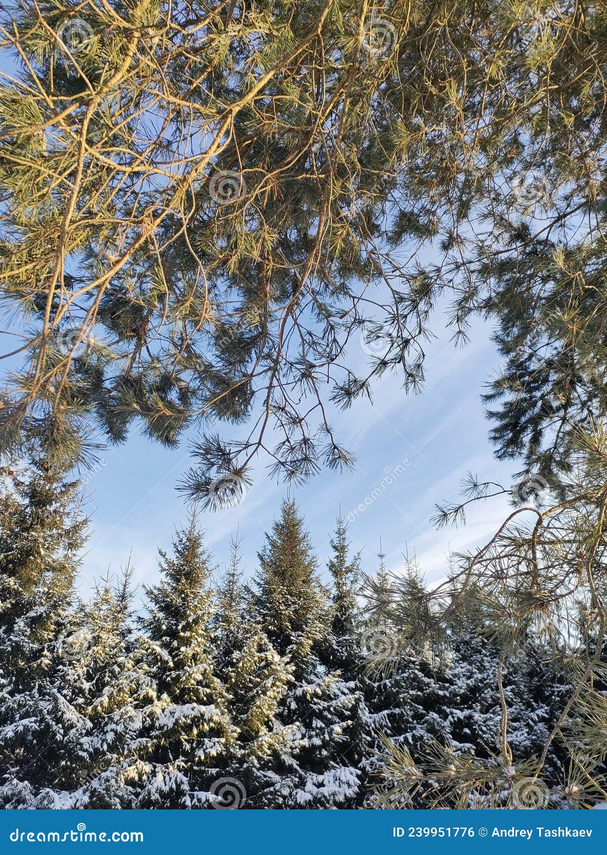 Winter Snow White Trees Christmas Tree Pine Sun Clouds Landscape Sunny
