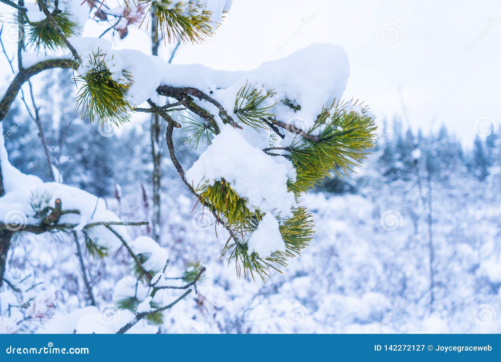 winter snowfall after a snowstorm in vancouver delta bc, at burns bog. snowy forest scenes