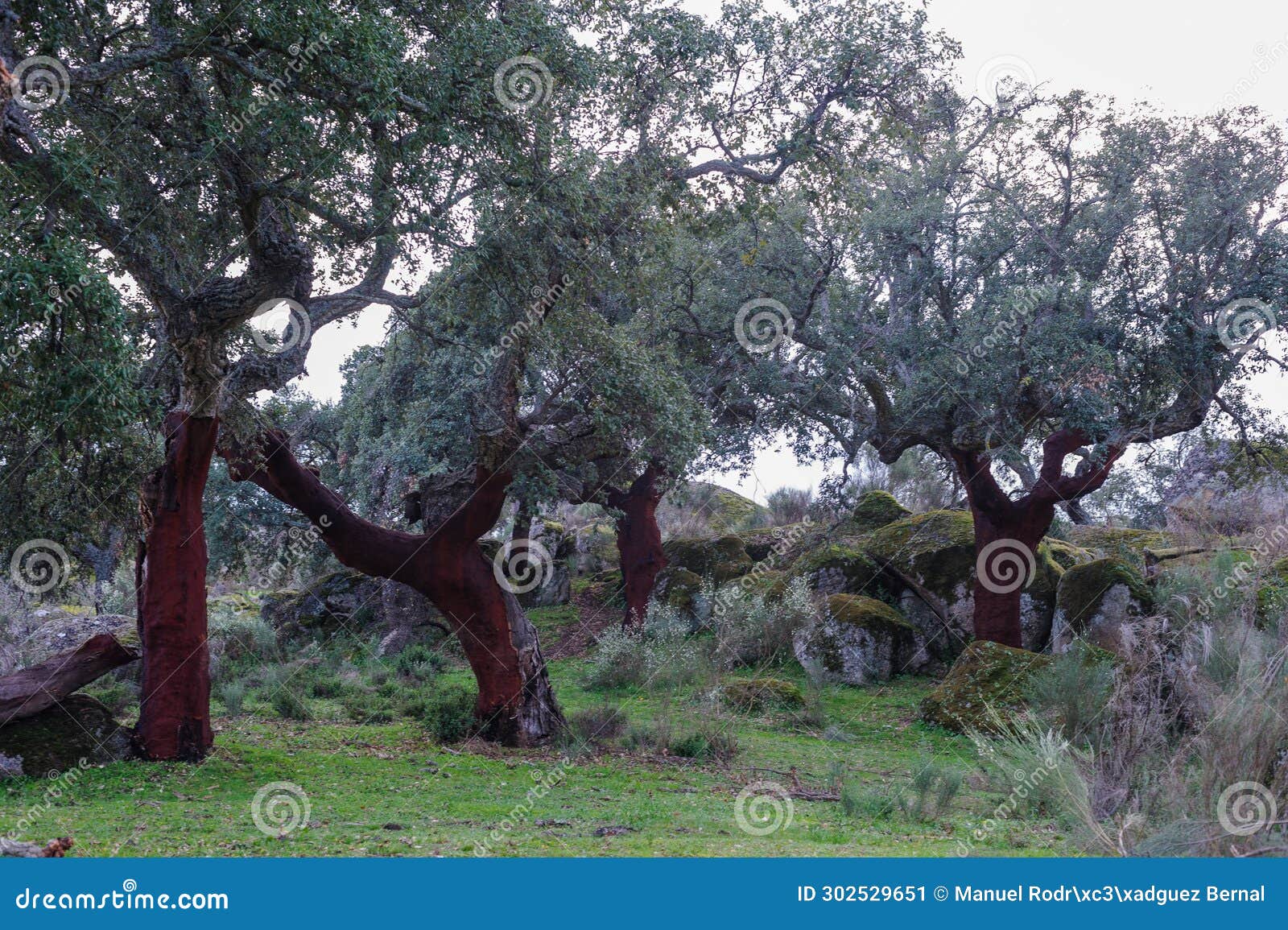 winter spanish landscape special for wallpaper