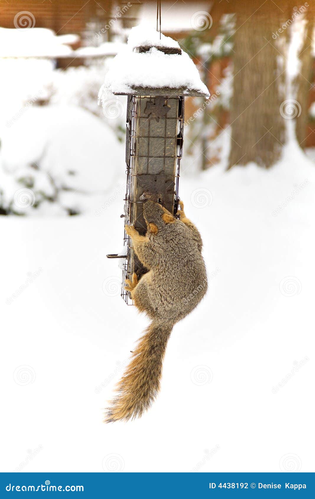 Winter Squirrel stock photo. Image of season, furry, hungry 4438192