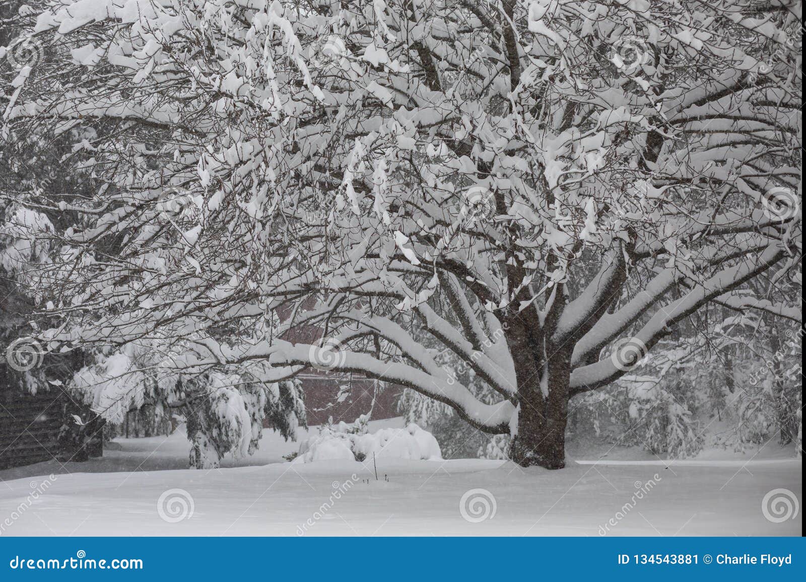 Deep First Snow On Cherry Tree Stock Image Image Of Diego Frozen Deep First Snow On Cherry Tree Stock Image Image Of Diego Frozen