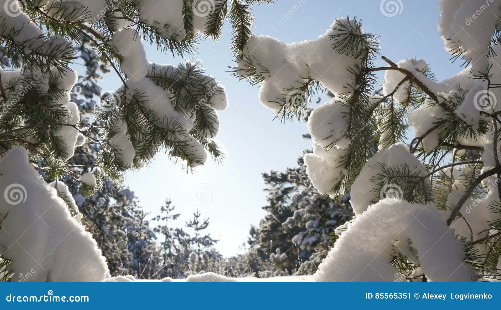 Winter Sun Breaks Through The Snow covered Fir Branches Stock Image winter-sun-breaks-through-the-snow-covered-fir-branches-stock-image