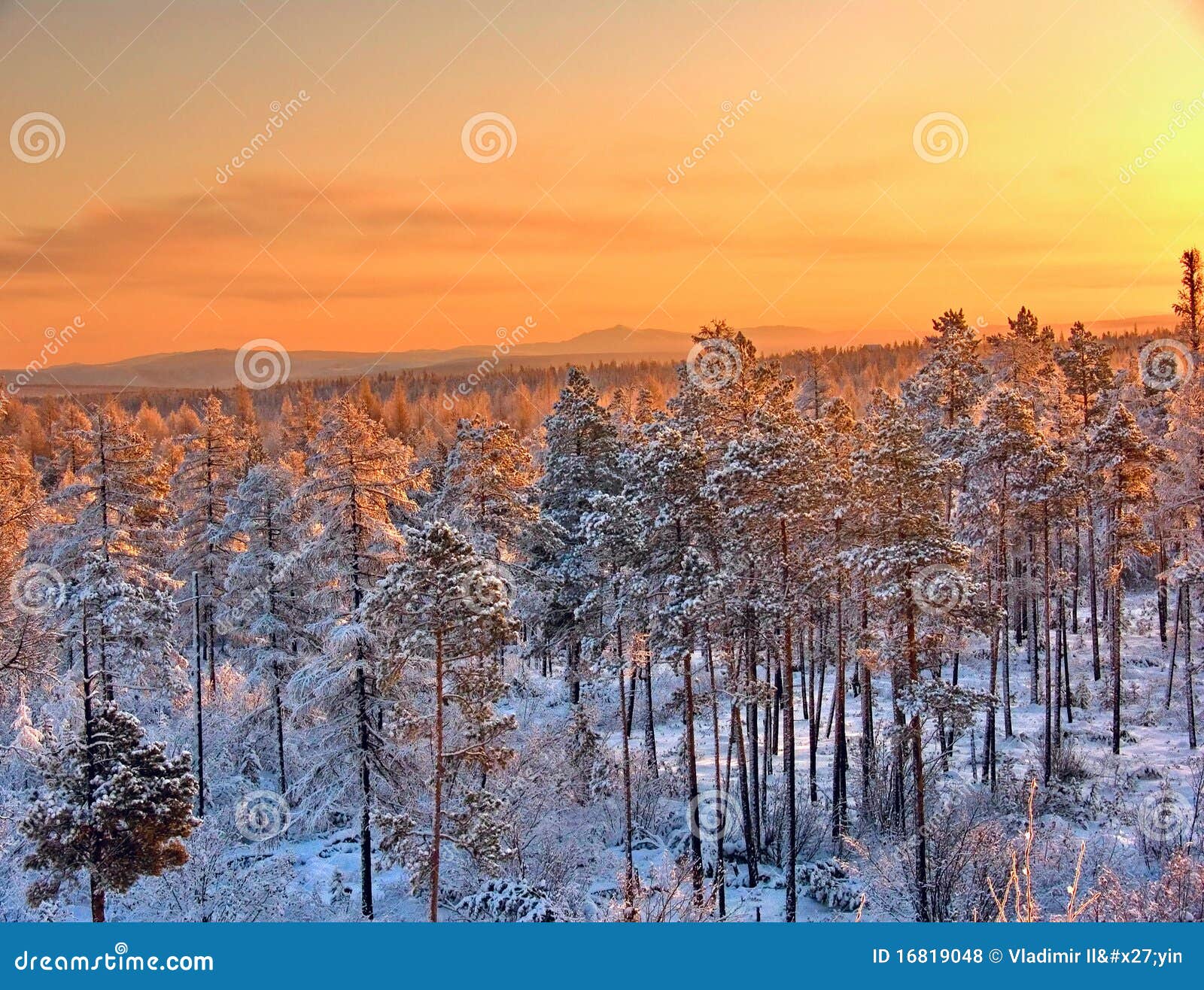 winter sunset taiga