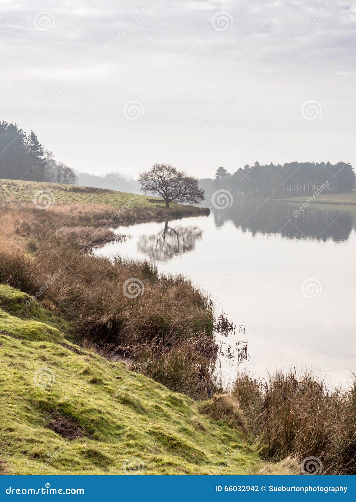 Winter at Tatton Park stock photo. Image of knutsford - 66032942