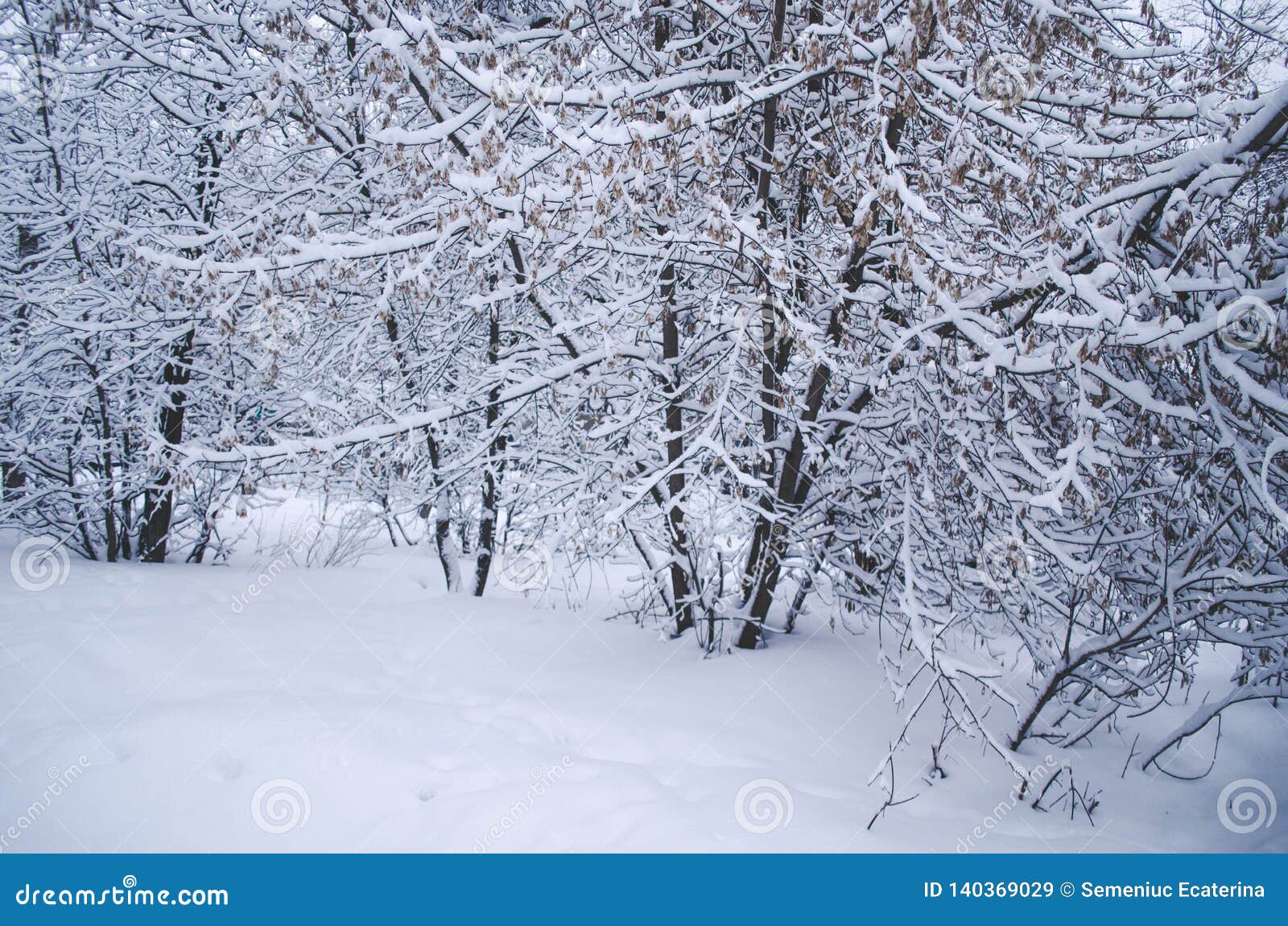 Winter trees in white snow stock image. Image of nature - 140369029