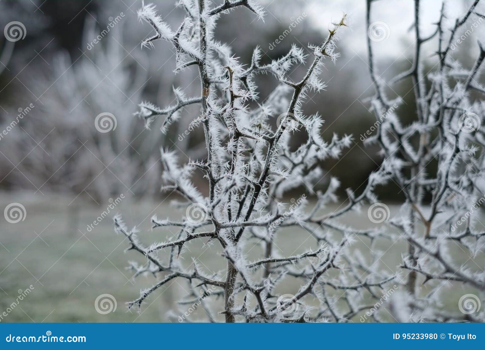 Winter trees. stock photo. Image of natural, mountain 95233980
