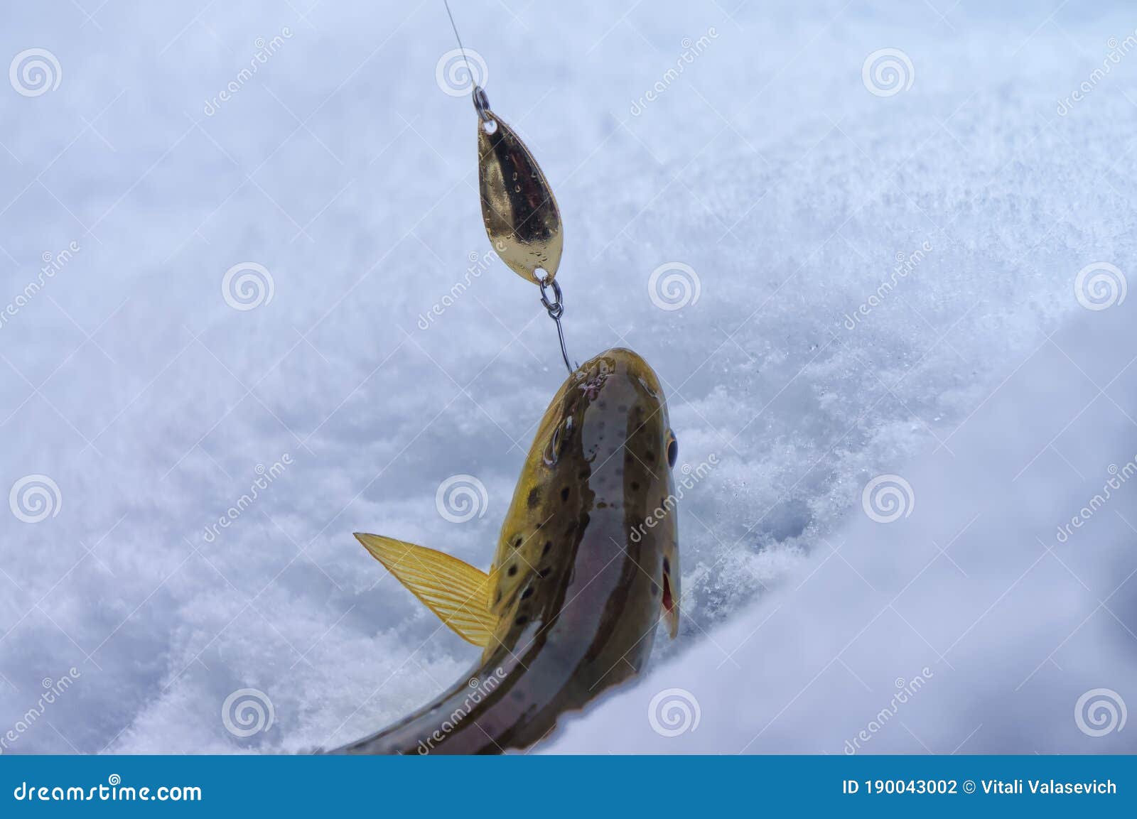 Winter trout on the hook stock photo. Image of fisherman 190043002