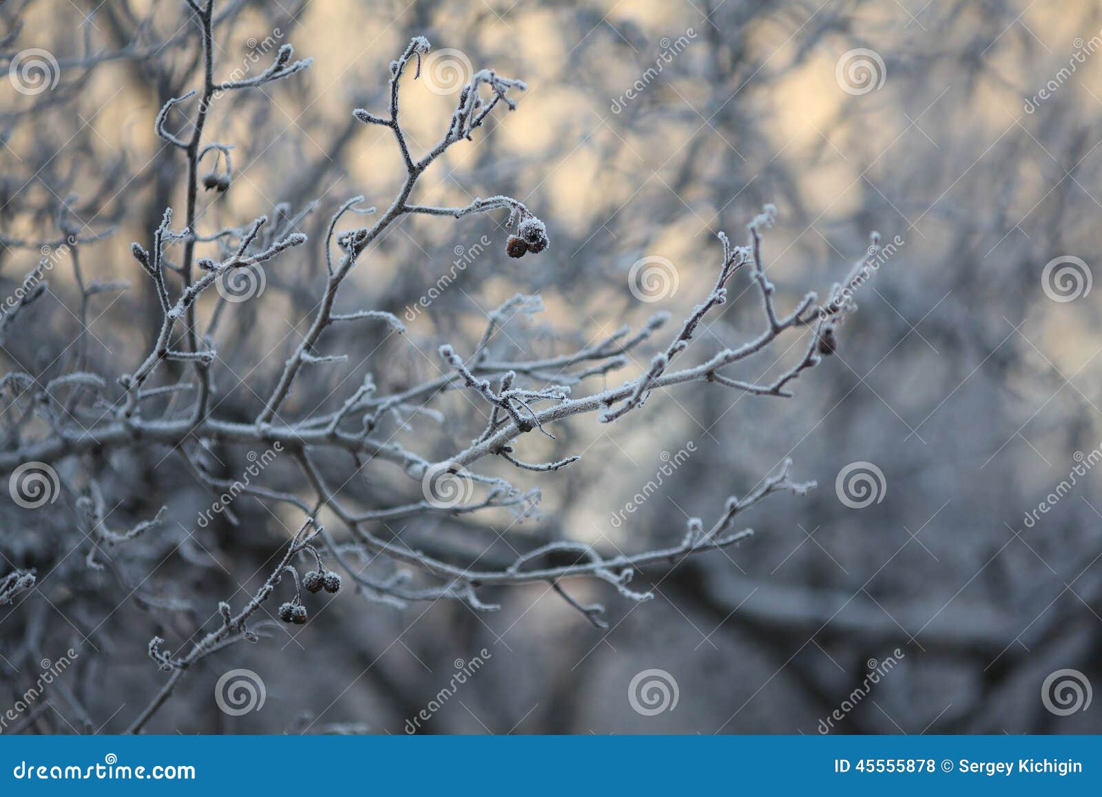 Winter Twigs and Grass Covered with Frost and Snow Stock Photo - Image ...