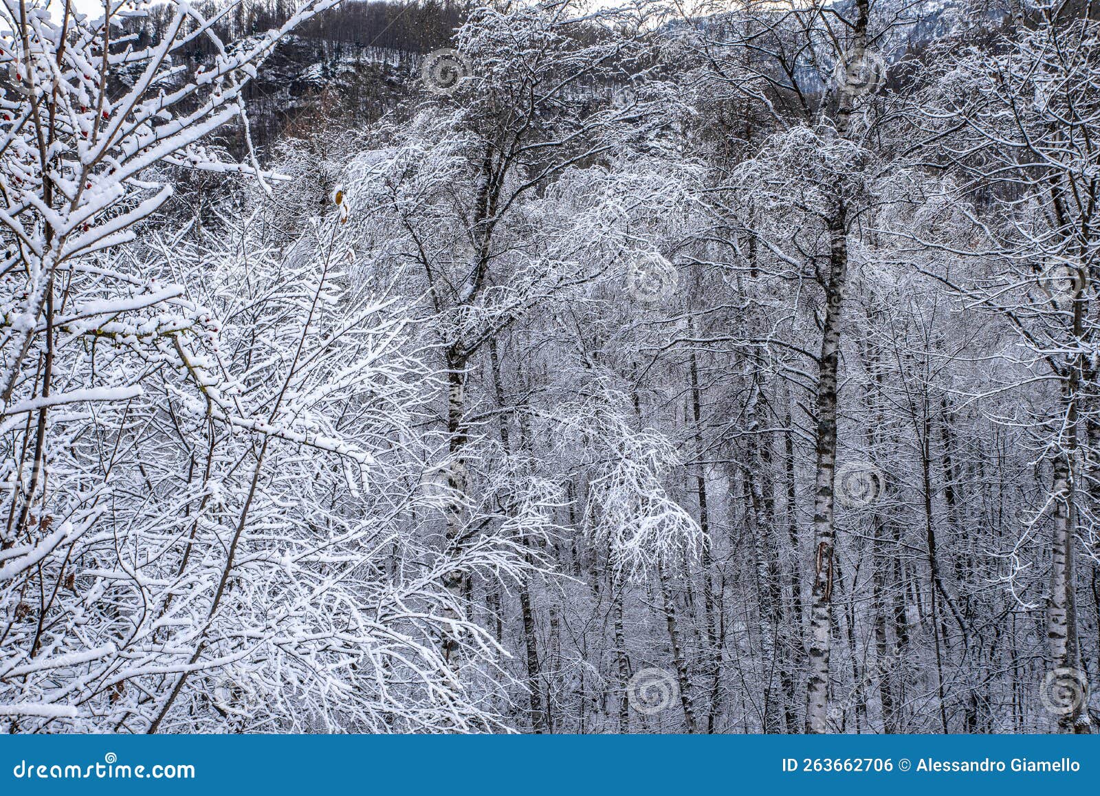 winter in the varaita valley: the pontechianale lake, snow and ice on the trees