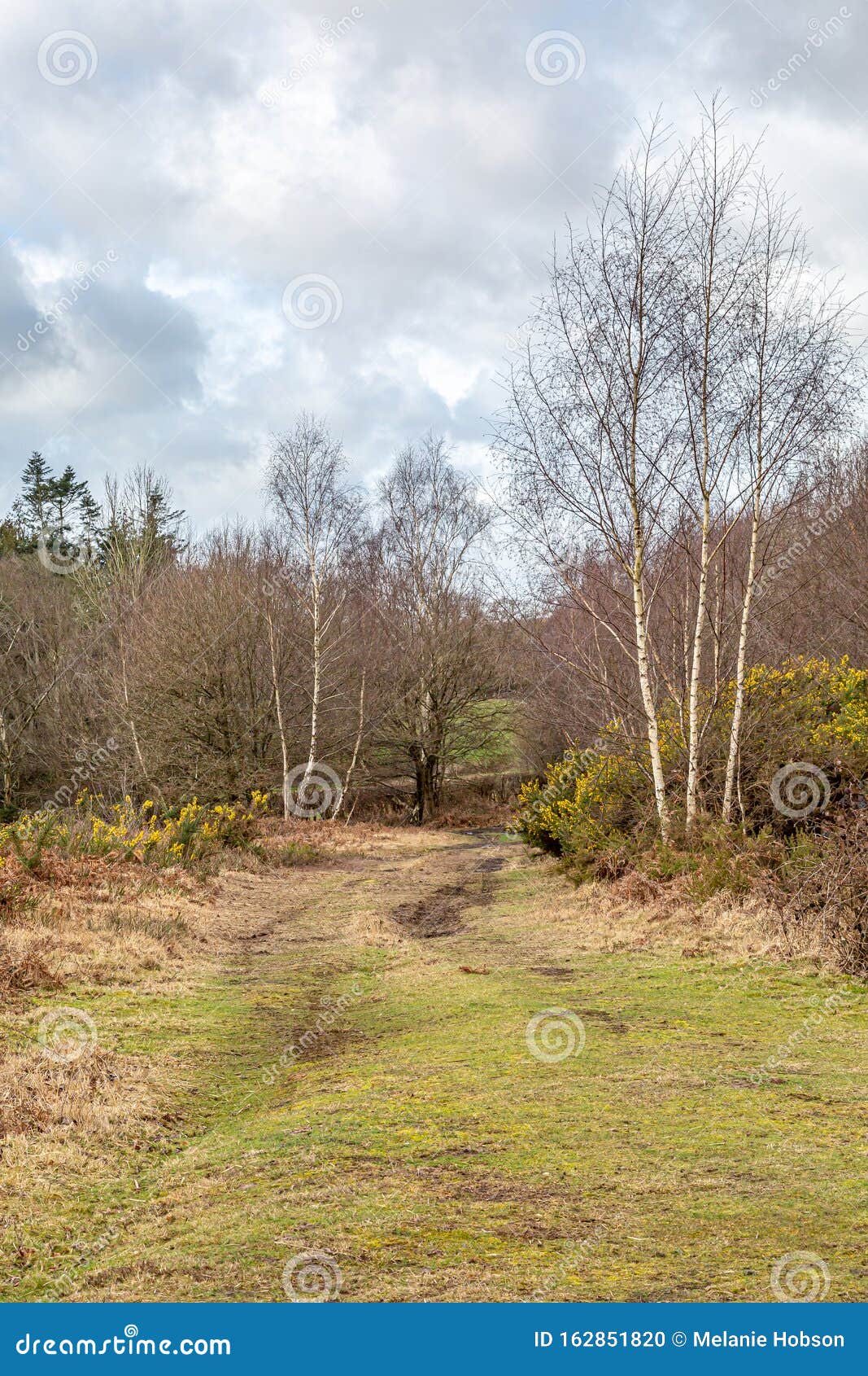 Chailey Common stock photo. Image of land, pathway, bush 162851820