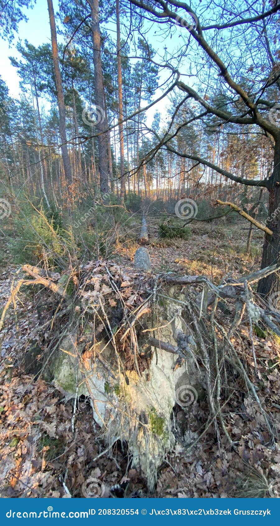 birch and pine forest just before sunset