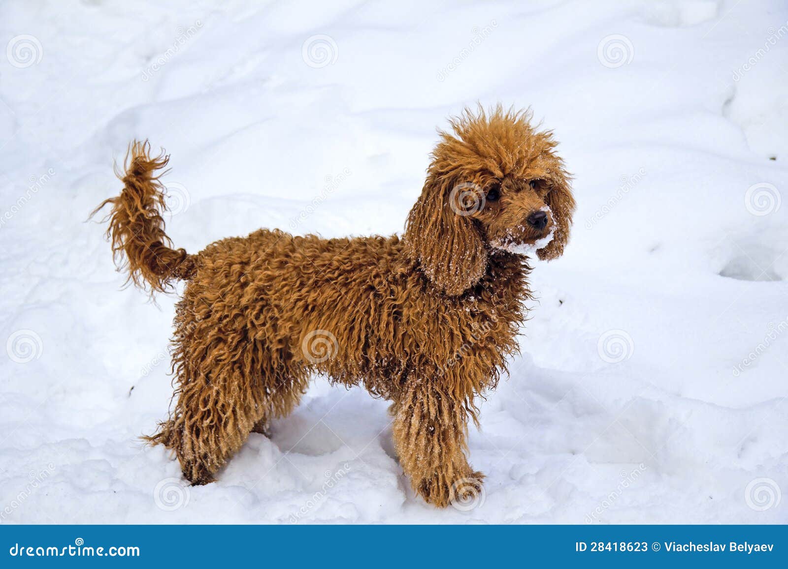 red mini poodle