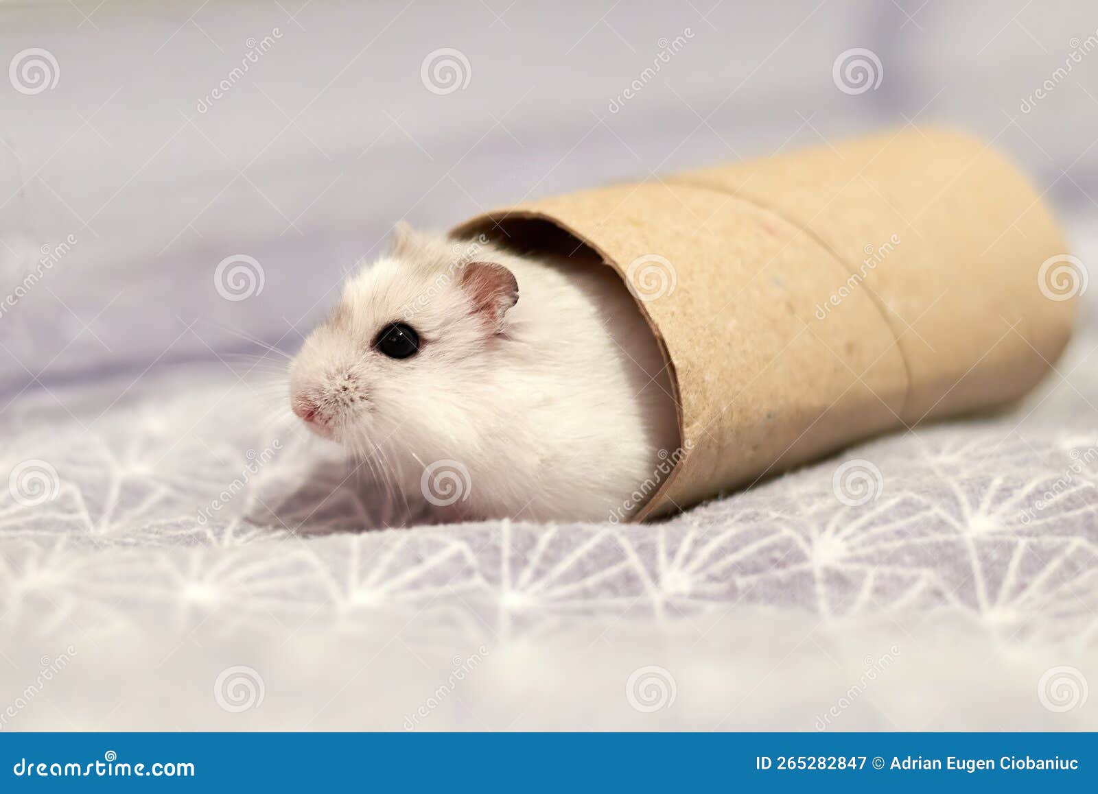 Winter white dwarf hamster stock image. Image of fluffy 265282847
