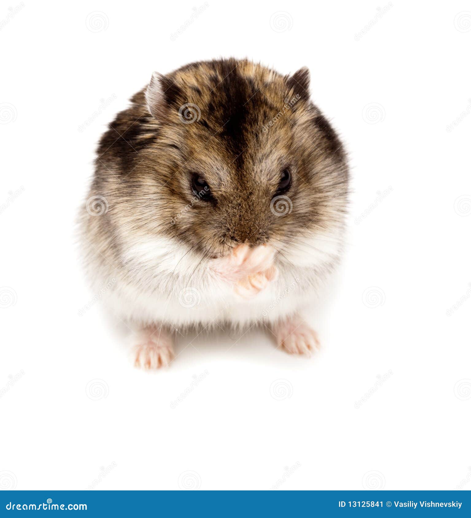 About Russian Dwarf Hamsters