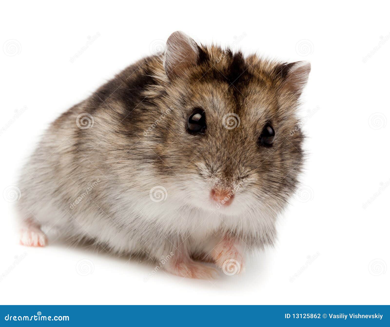 Winter White Russian Dwarf Hamster Stock Photo - Image of ...