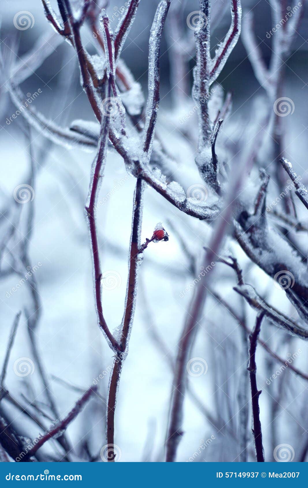 Winter wild rose bush stock image. Image of cold, bush 57149937