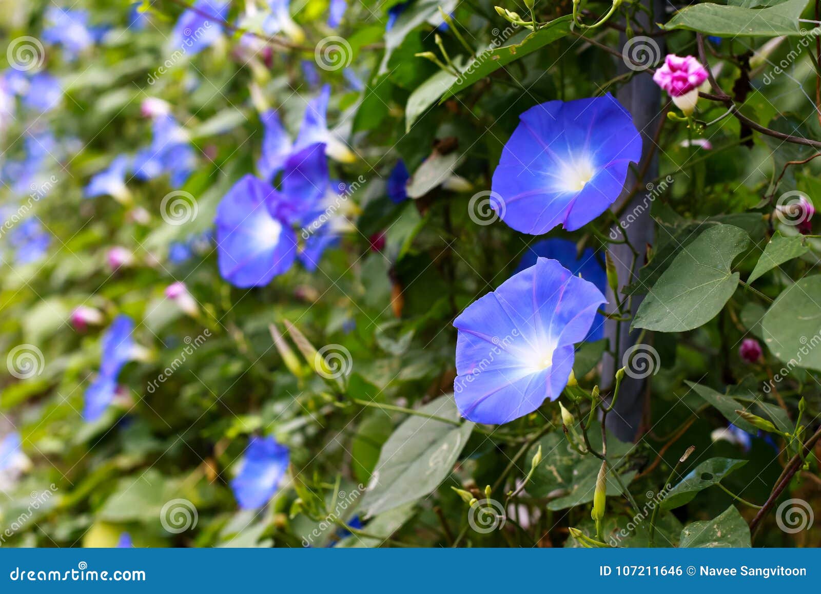 Asagao Flower Stock Photo Image Of Garden Blossom