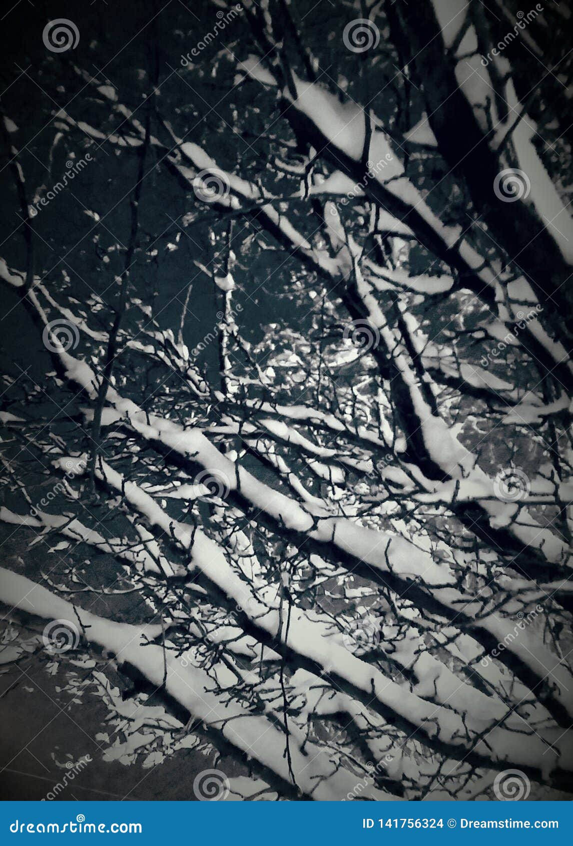 Winter wonder stock photo. Image of snow, freezinh, treea - 141756324