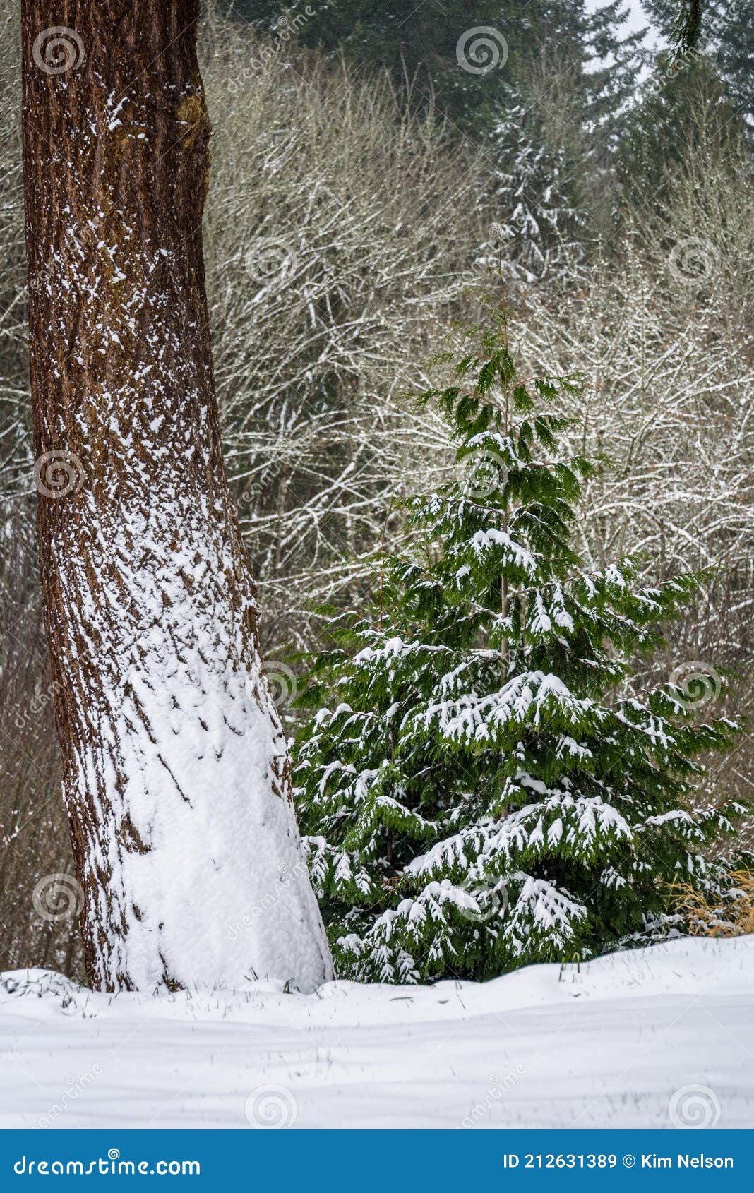 winter-wonderland-fresh-snowfall-in-the-landscape-evergreen-and