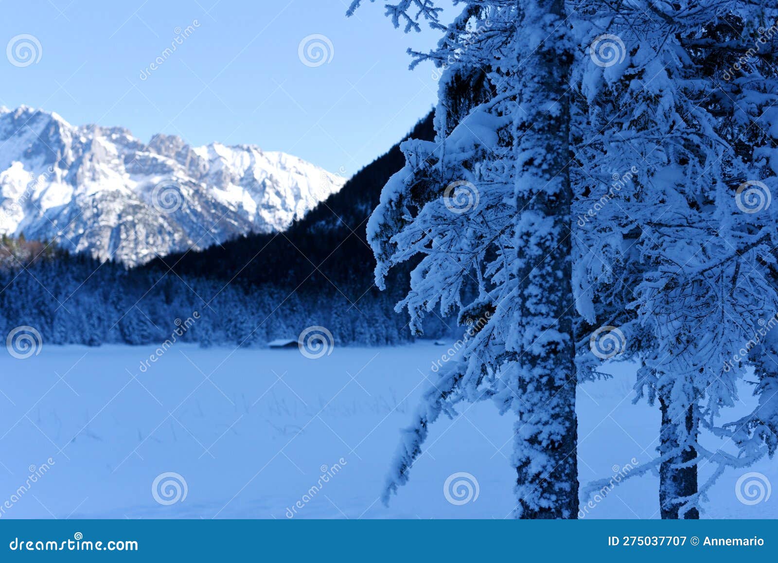 winter wonderland landscape by the lake ferchensee in bavaria, germany