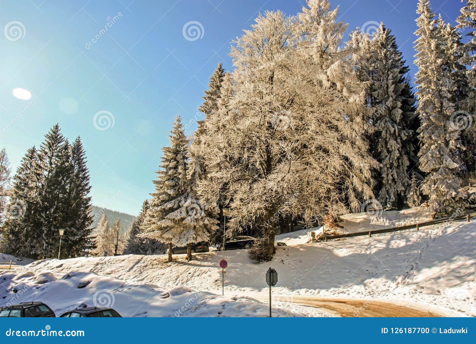 Winter Wonderland Mountain Scenery With Centuries Old Spruce
