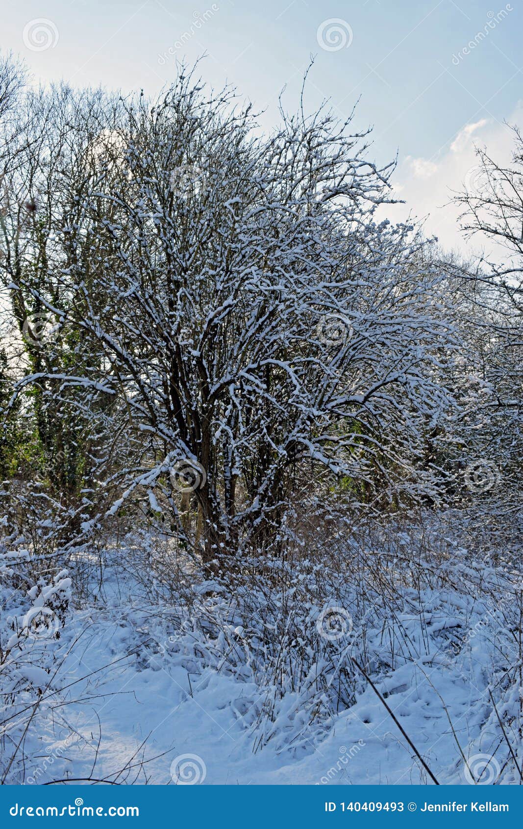 Download Winter woodland scene stock image. Image of blue, white ...