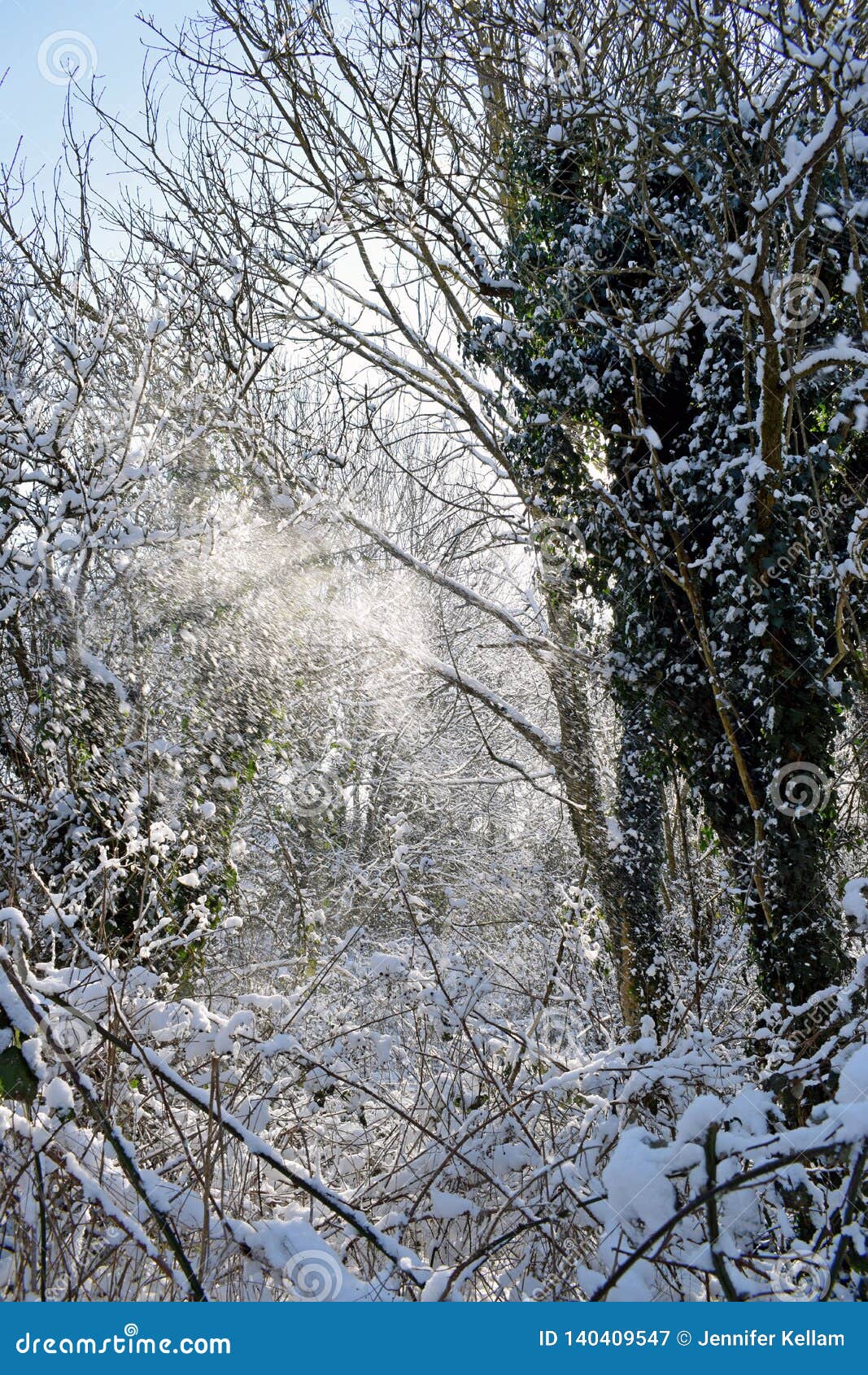 Download Winter woodland scene stock image. Image of snow ...