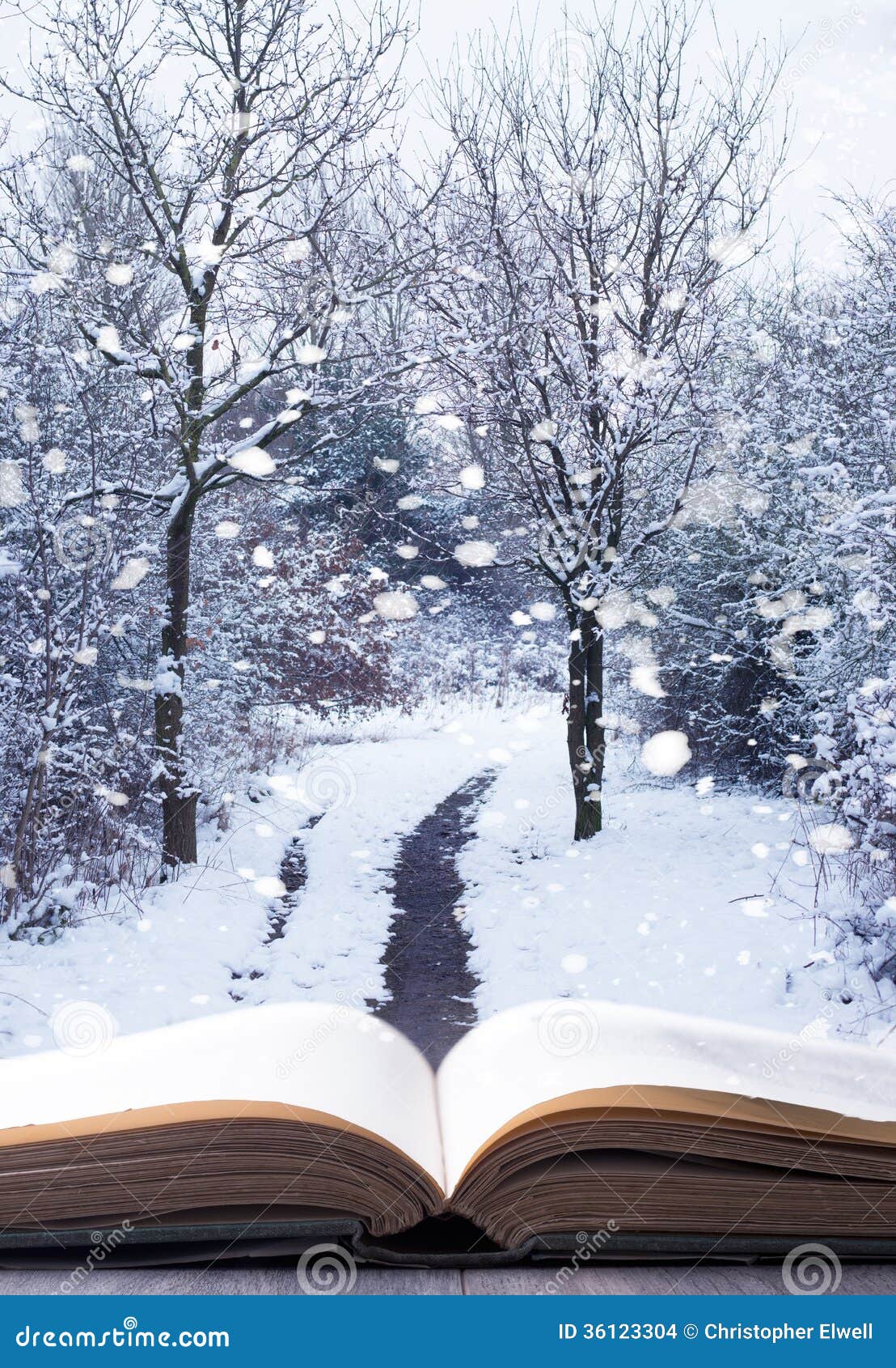 Winter Woodland Book Stock Images Image 36123304