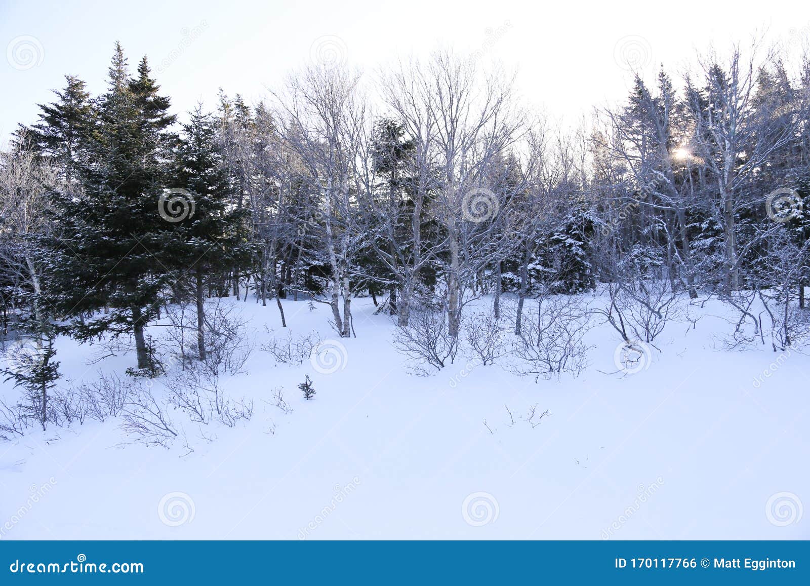 winter woodlands