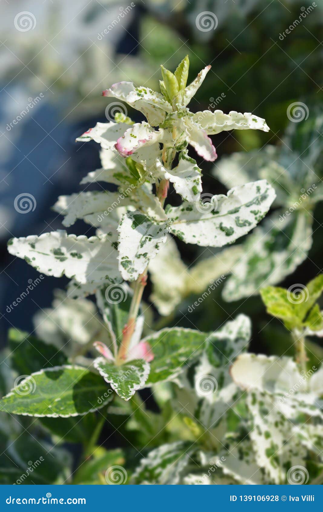 wintercreeper harlequin