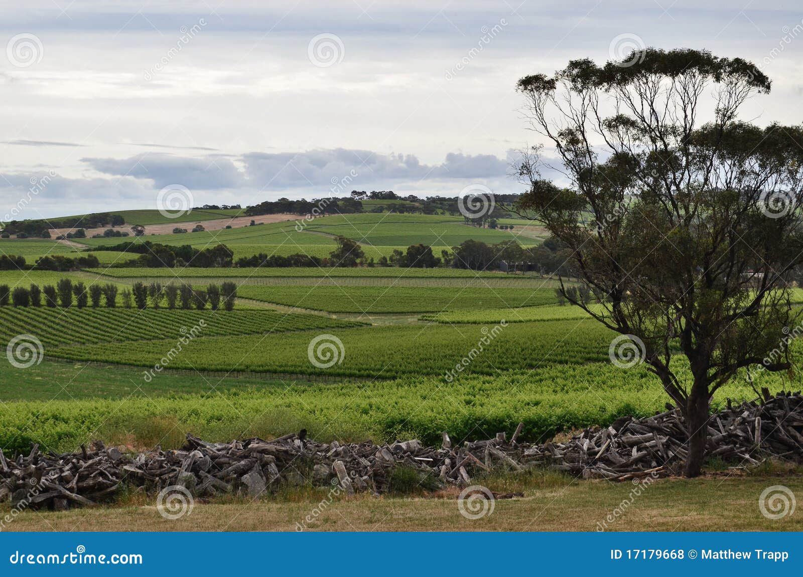 wintery day at a vineyard in mclaren vale