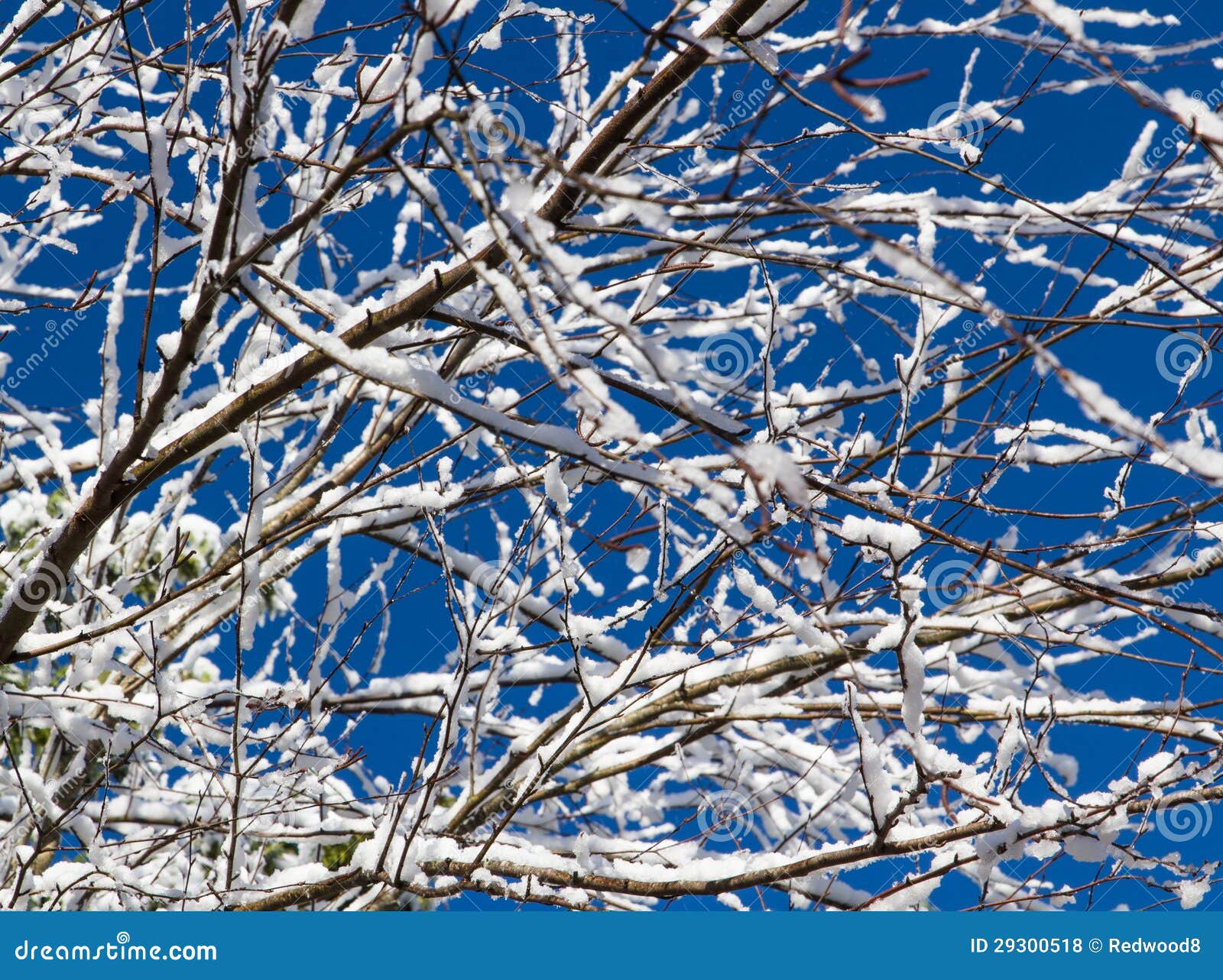 Wintery Snowfall on Tree Branches Stock Photo - Image of card, frozen