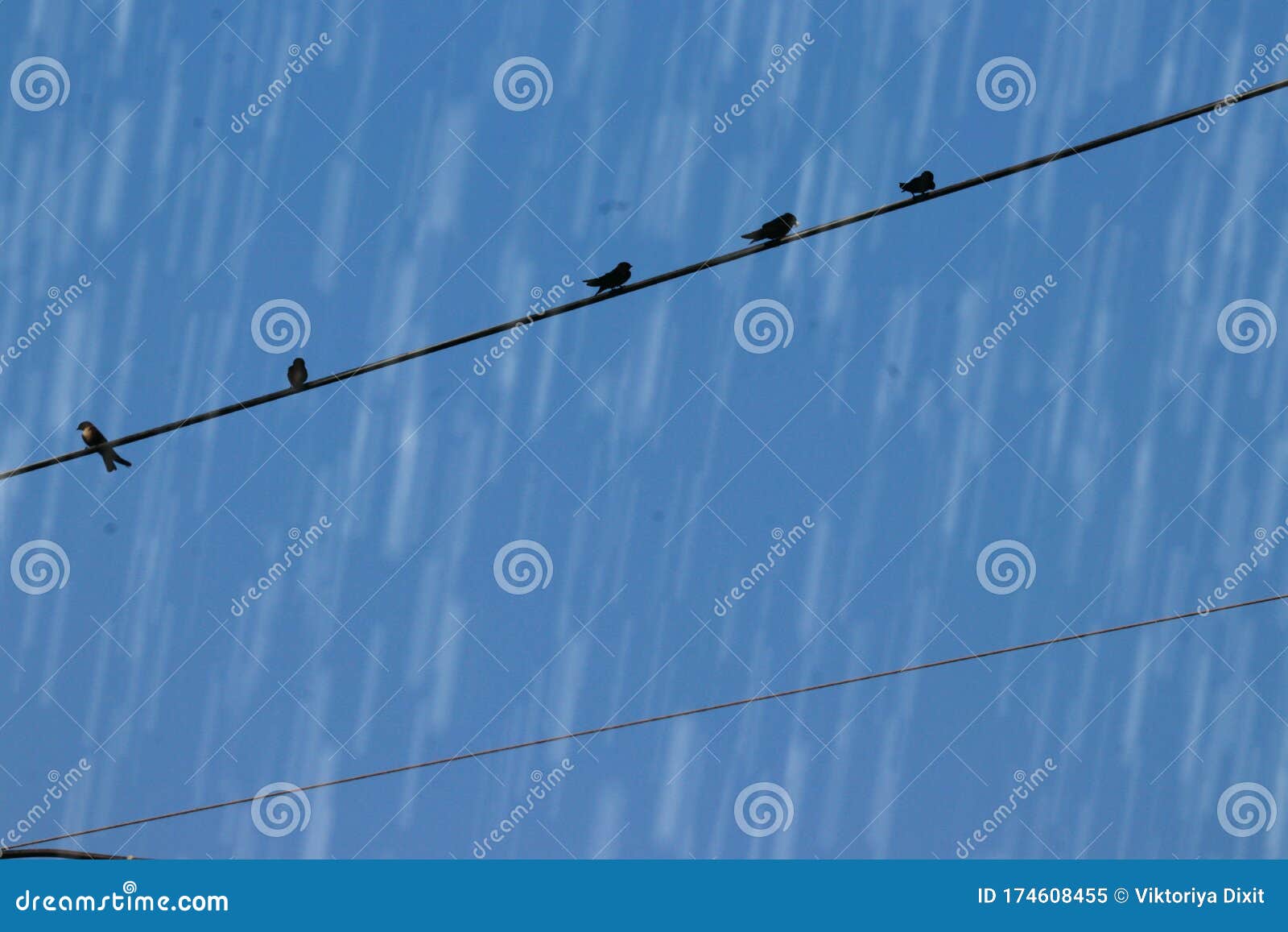 Wire Birds and Rain stock image. Image of wire, season - 174608455