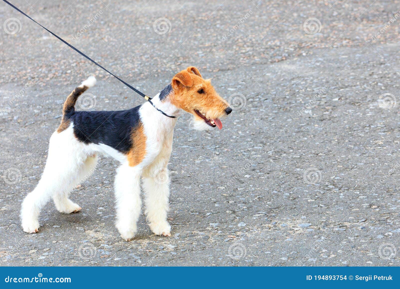 rescue wire haired fox terrier