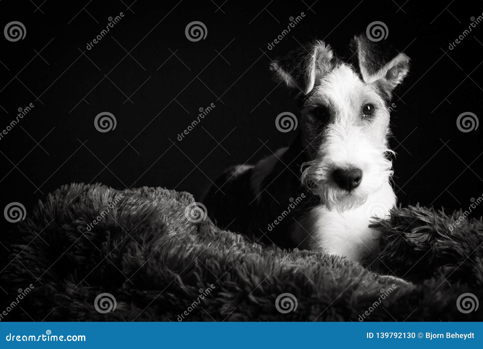 black wire haired terrier