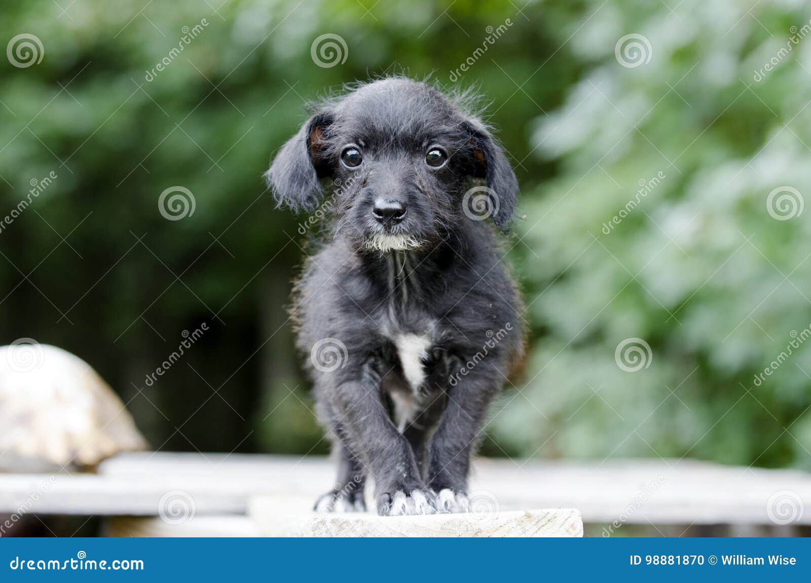 Wire Haired Chihuahua Terrier Dog Stock Photo - Image 98881870