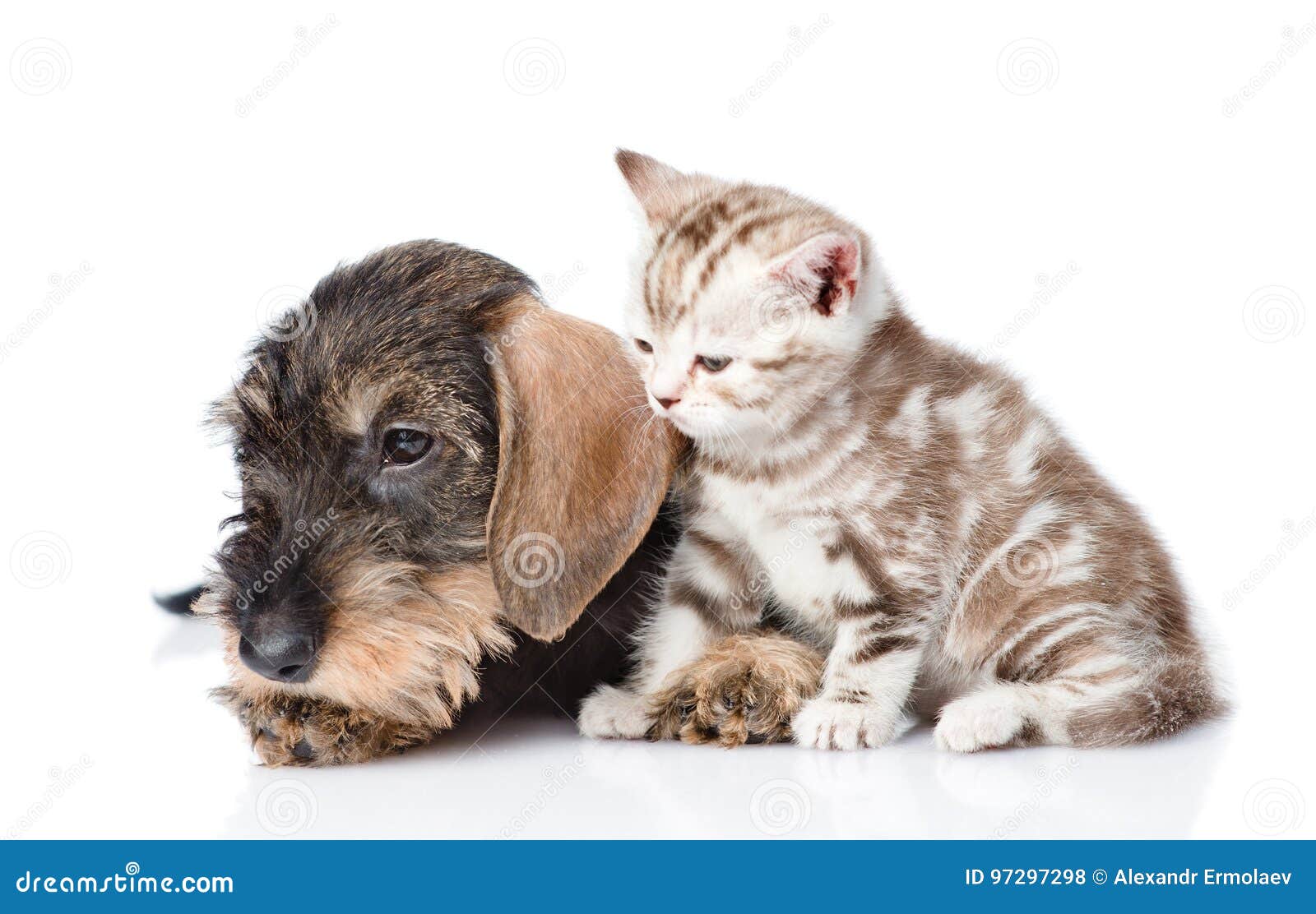 Wire Haired Dachshund Puppy And Tiny Kitten Together Isolated On
