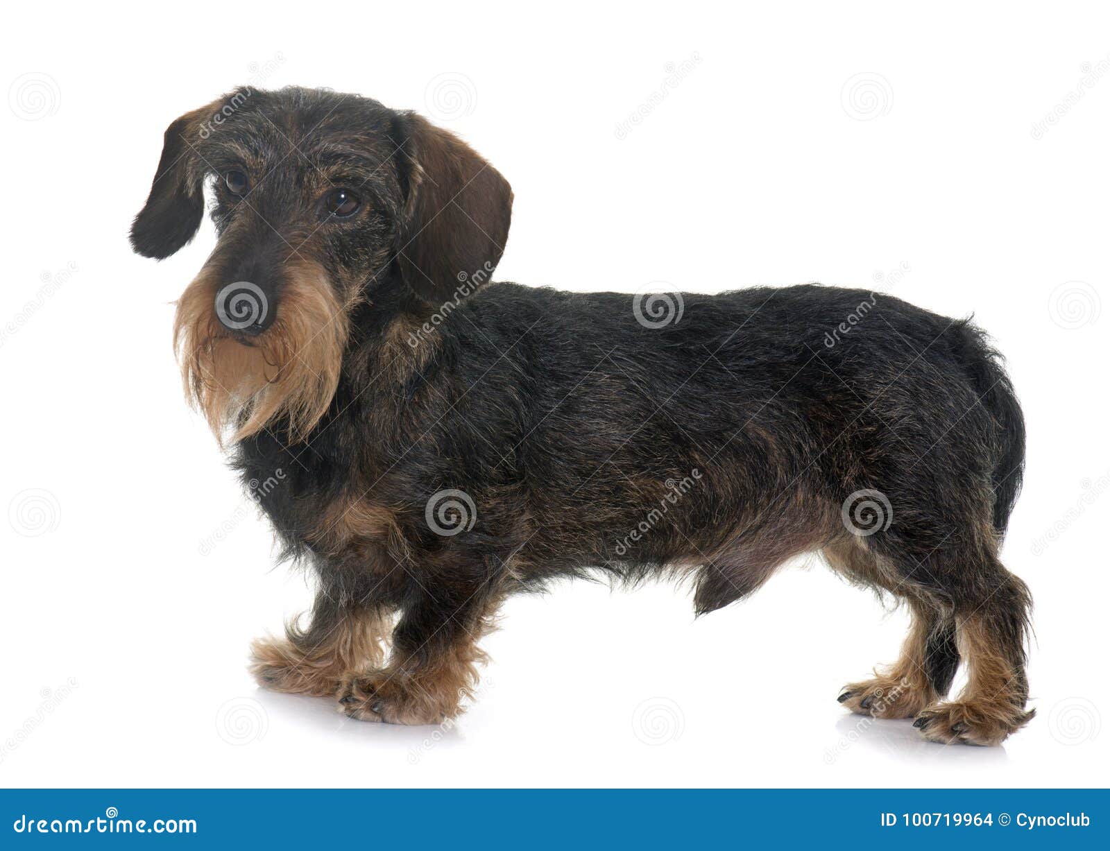 Wire Haired Dachshund Stock Photo Image Of Animal Little 100719964