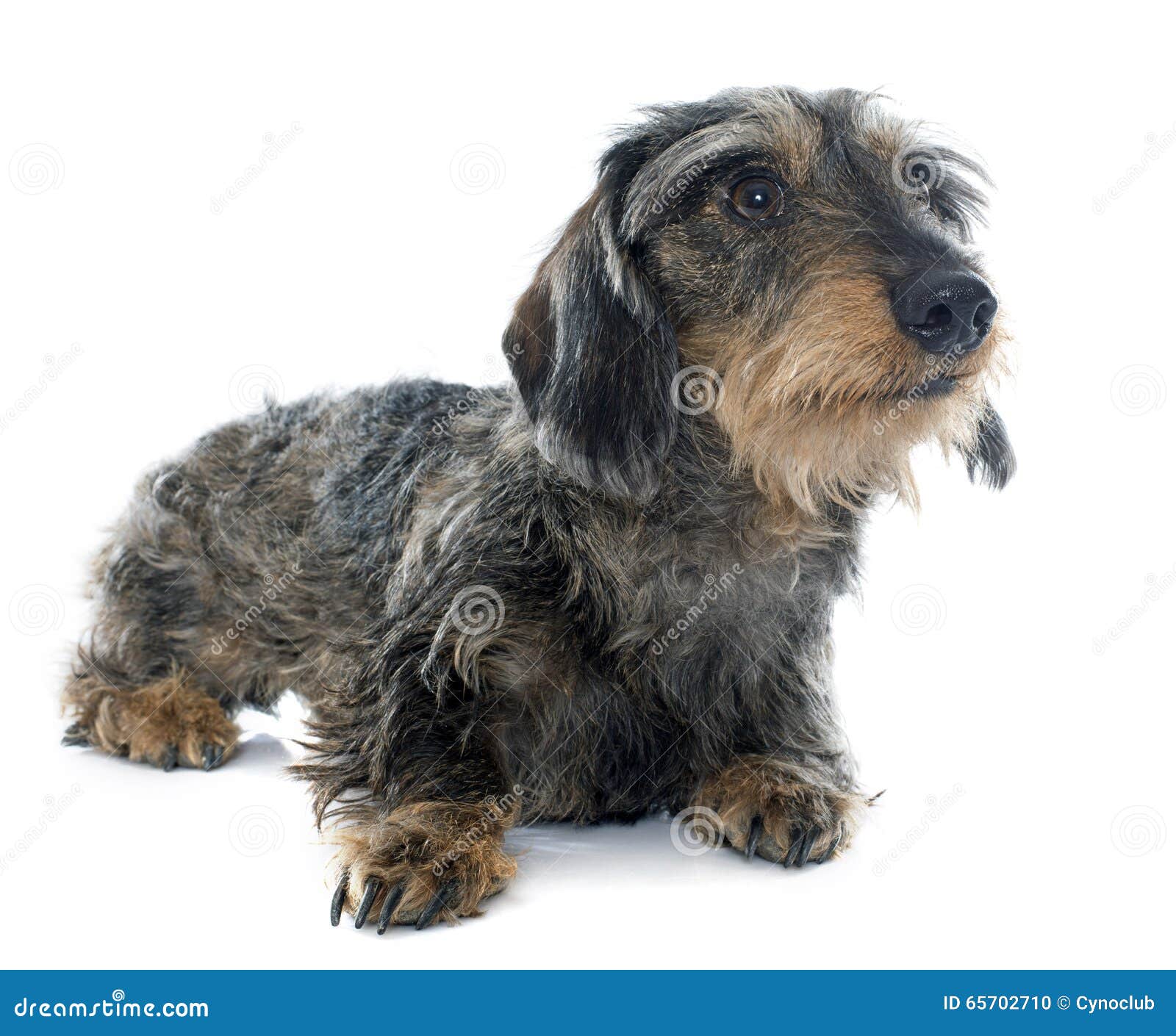 Wire Haired Dachshunds Stock Photo Image Of Sausage 65702710