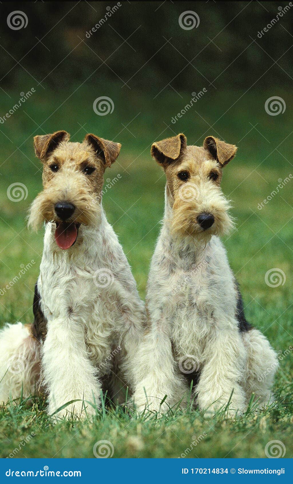 curly haired fox terrier