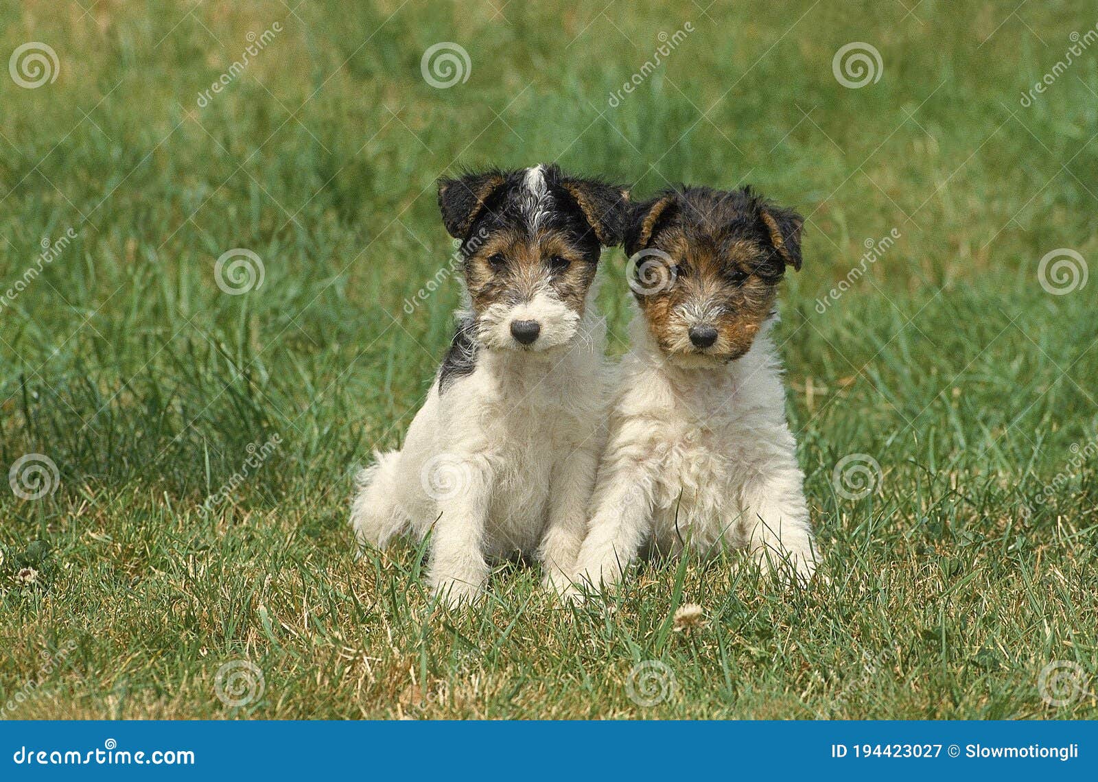 WIRE-HAIRED FOX TERRIER DOG, PUPPIES SITTING on GRASS Stock Image - Image  of view, wirehaired: 194423027