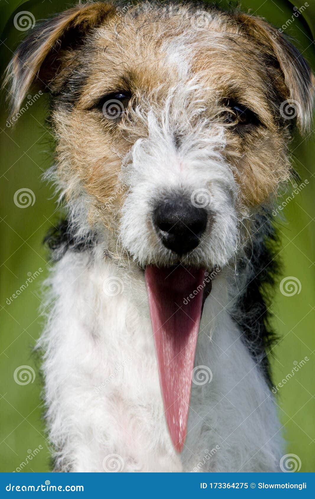 wire fox terrier face
