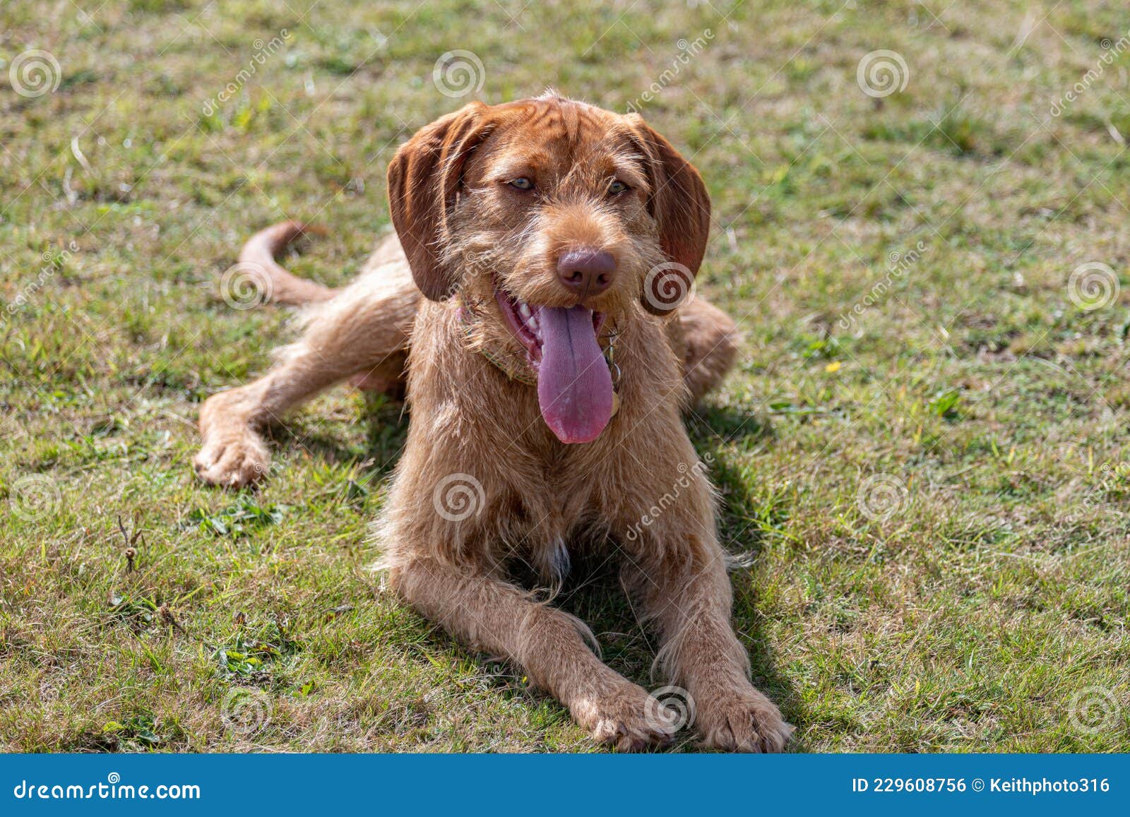 Hungarian Vizsla Pants Hungarian Vizsla Pants