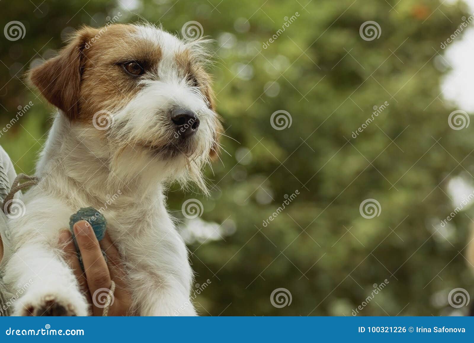 long haired jack russell mix