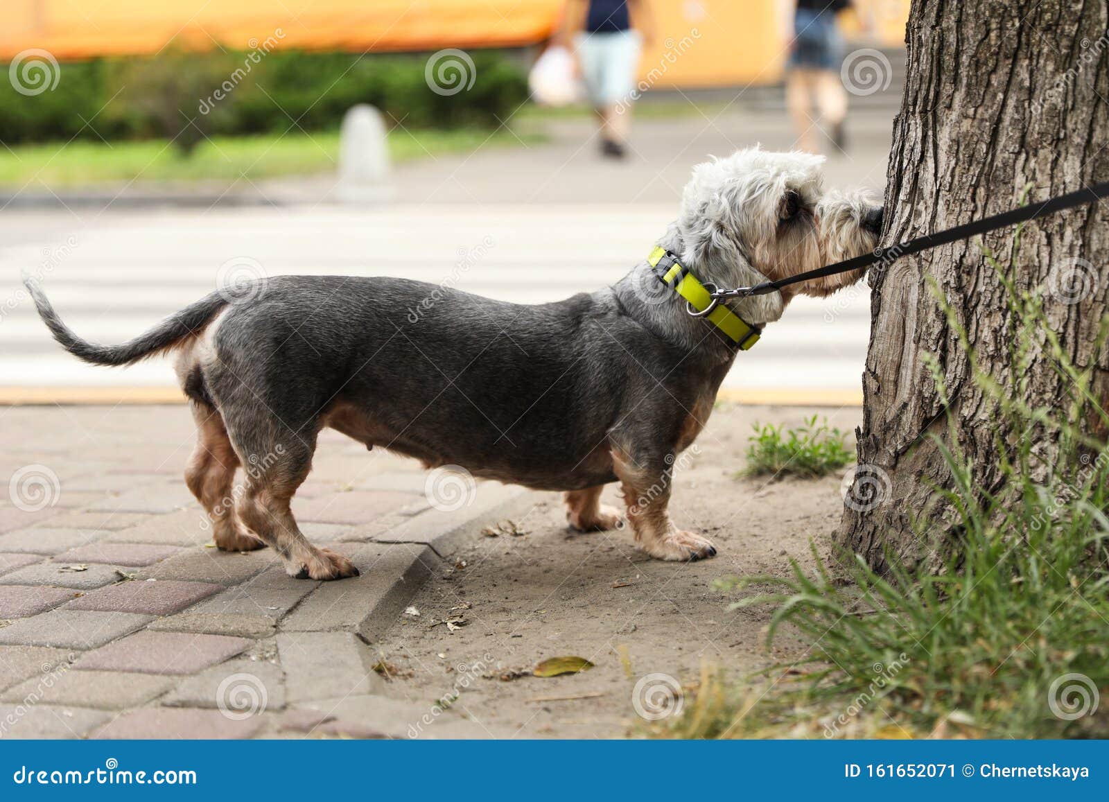 best dog harness for miniature dachshund