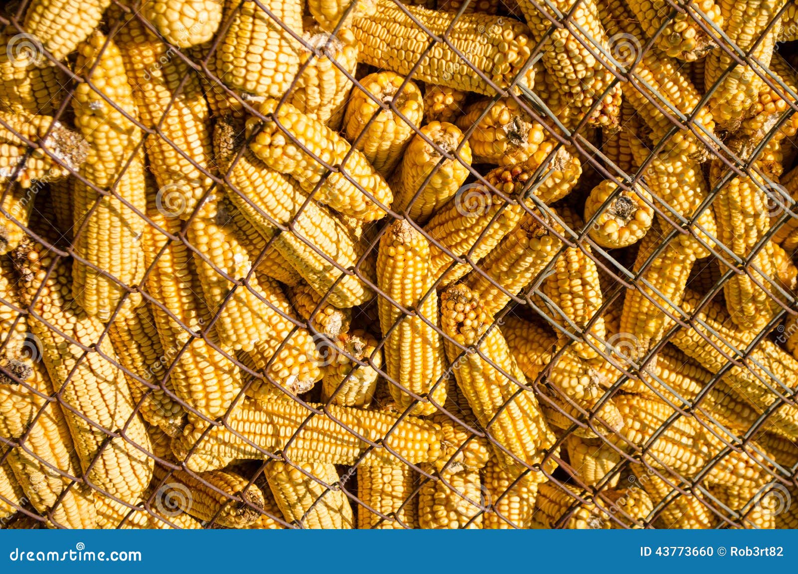 Wire mesh corn storage stock photo. Image of enclosed 43773660