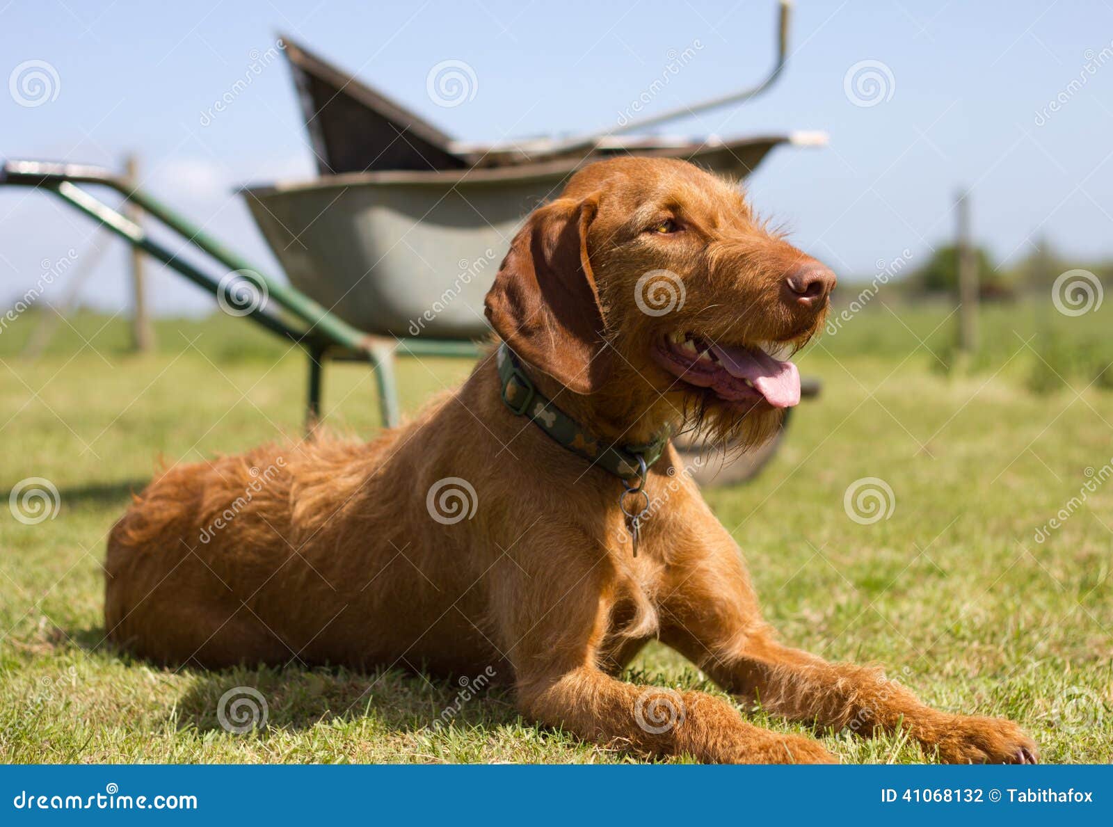 wirehaired hungarian vizsla laying but alert